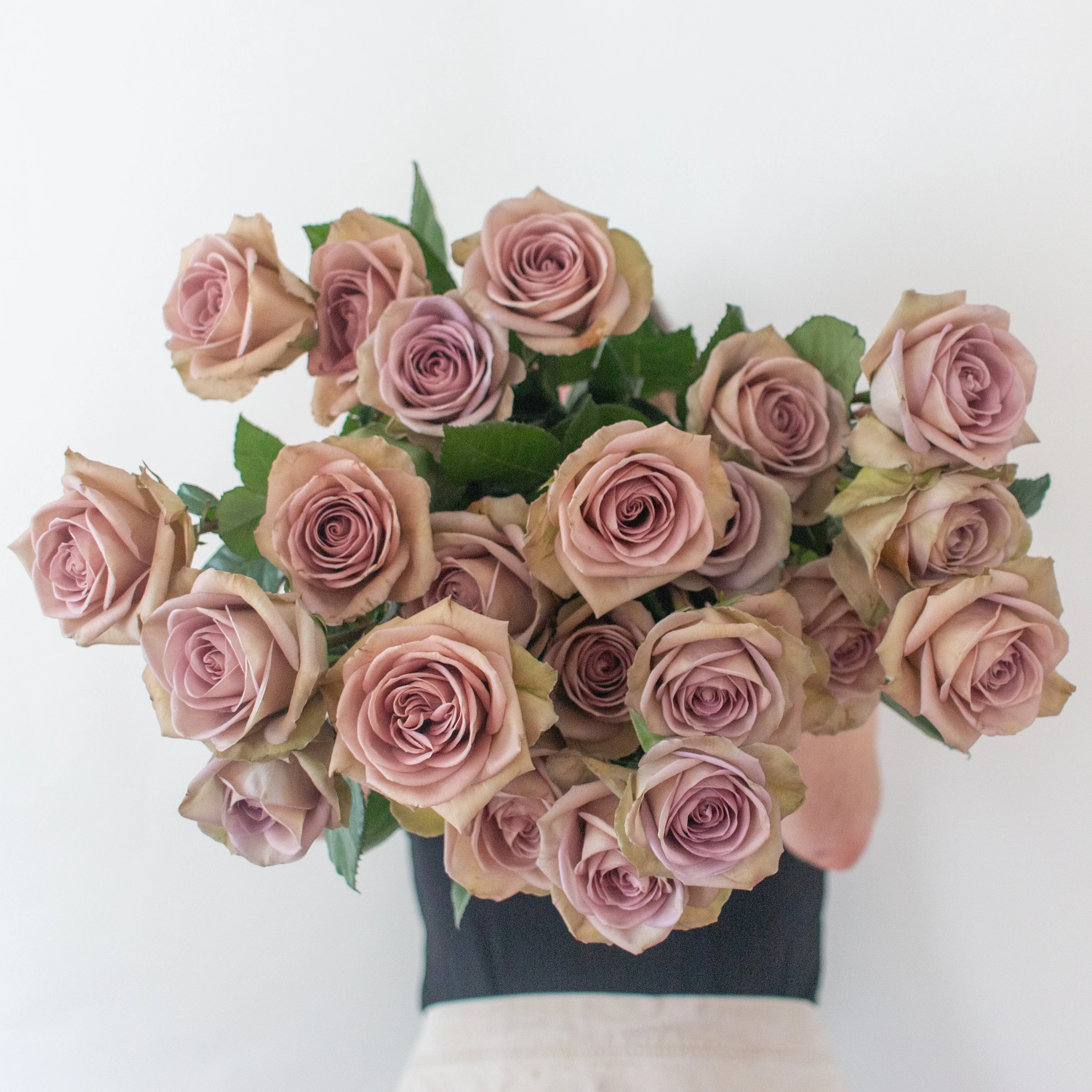 Dusty Lavender Amnesia Rose