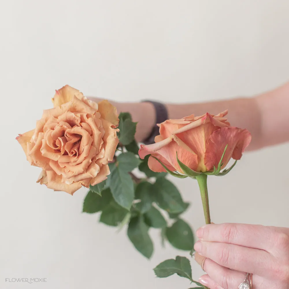 Golden Mustard Garden Rose