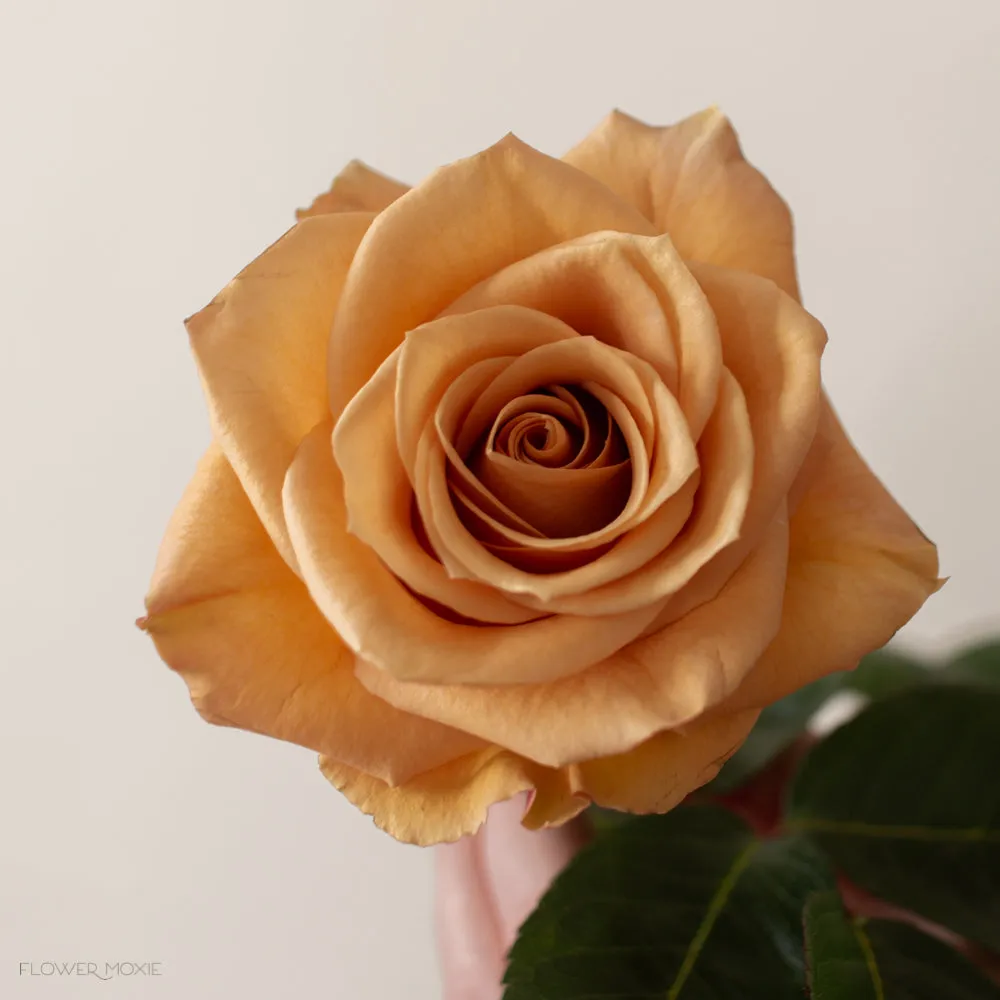 Mustard Gold Combo Rose