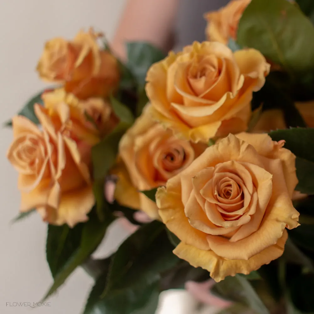 Mustard Gold Combo Rose