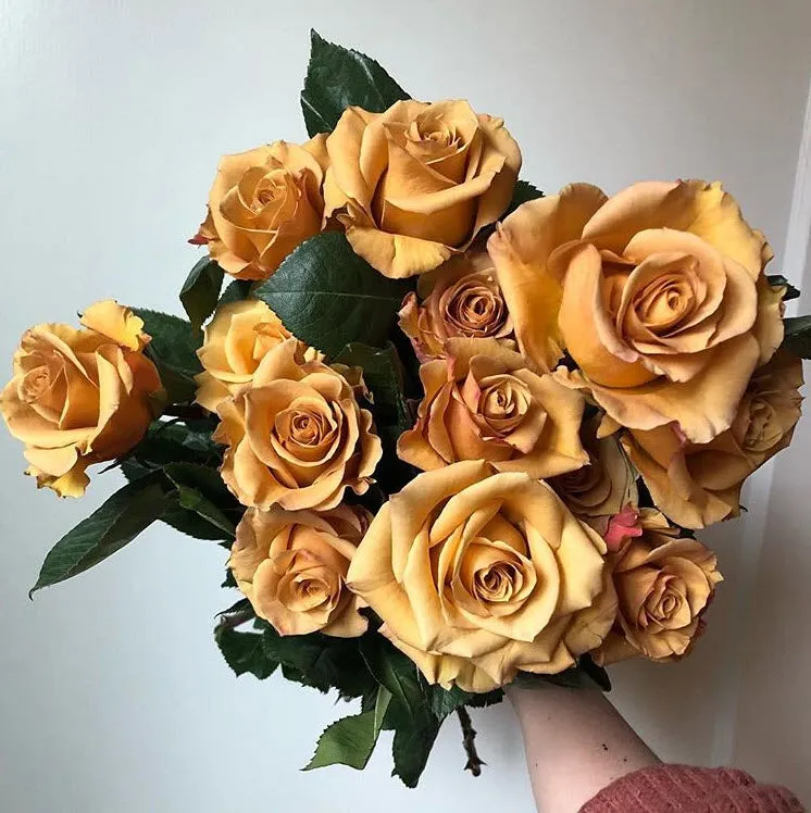 Mustard Gold Combo Rose