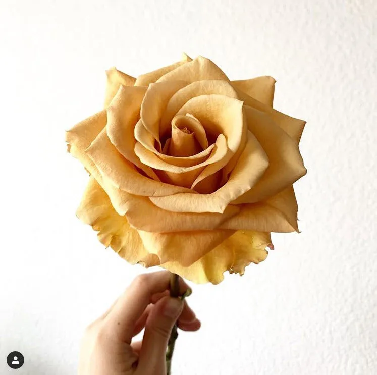 Mustard Gold Combo Rose