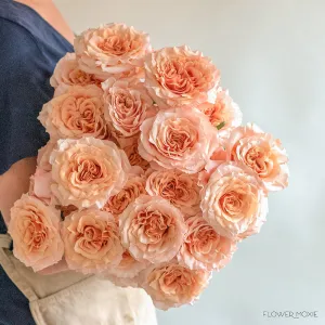 Peachy Pink Shimmer Rose