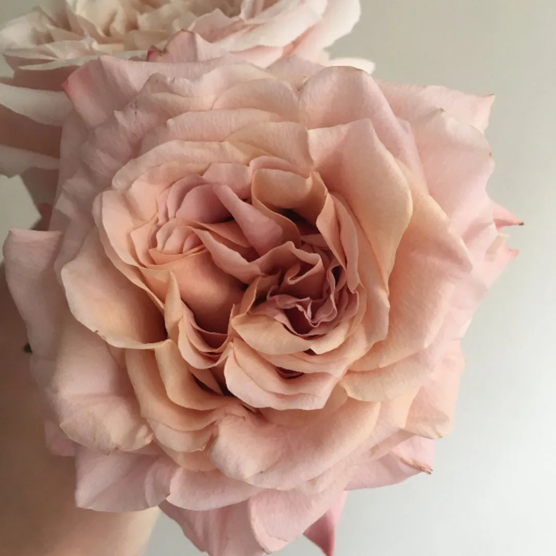 Peachy Pink Shimmer Rose