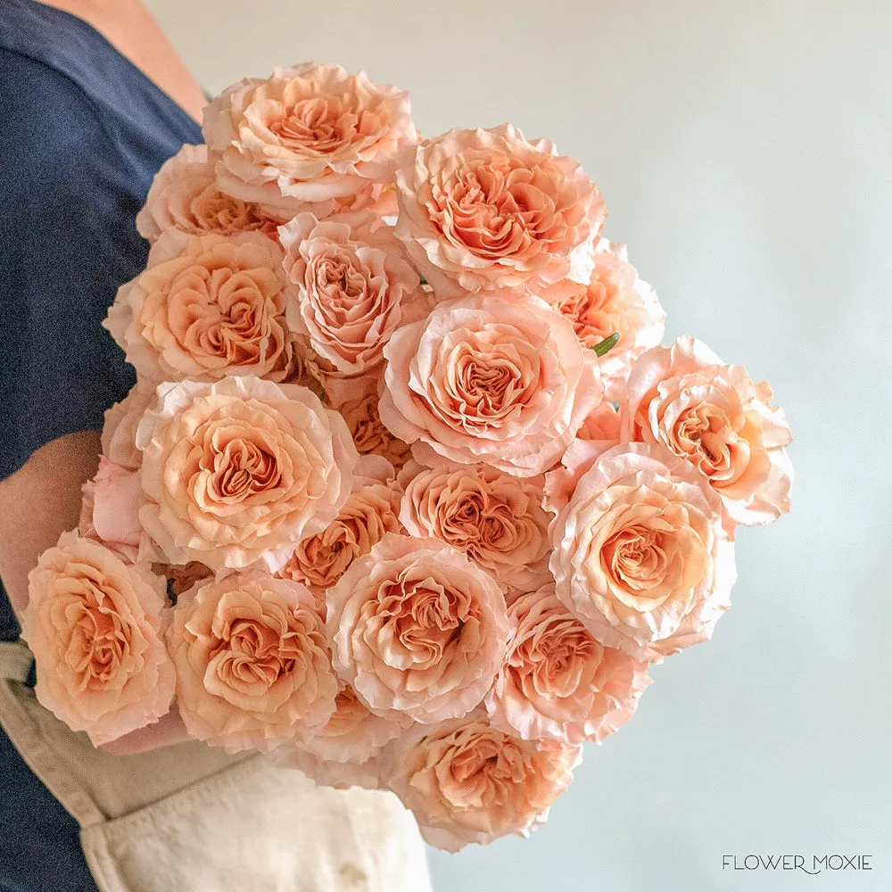 Peachy Pink Shimmer Rose