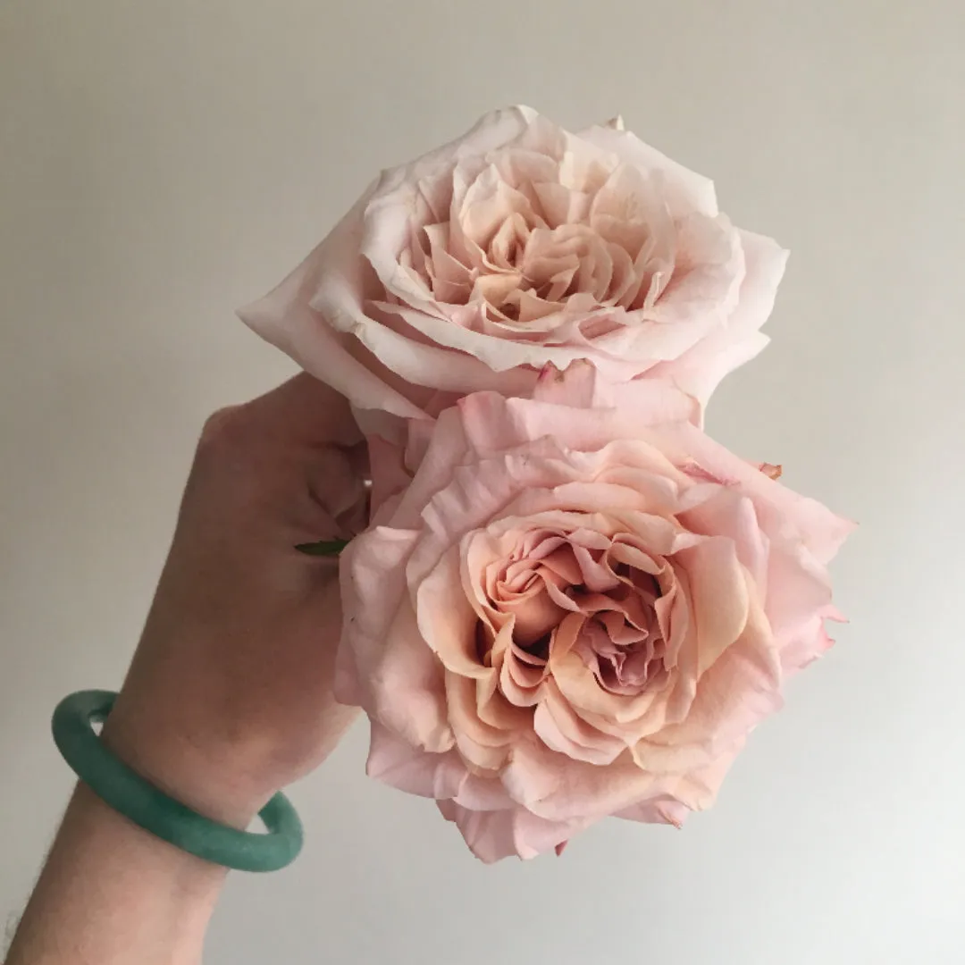 Peachy Pink Shimmer Rose