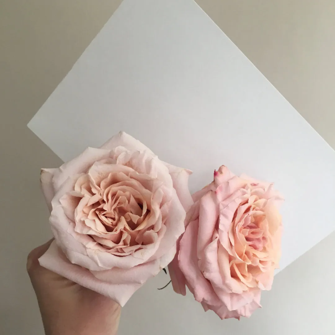 Peachy Pink Shimmer Rose