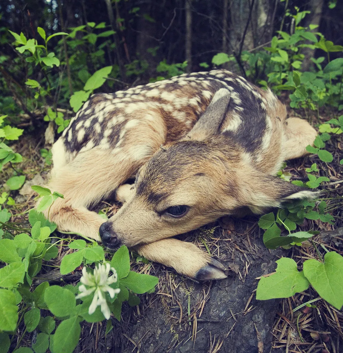 Theme Fawn ™ perfume spray. Madagascar vanilla, resins and woods.